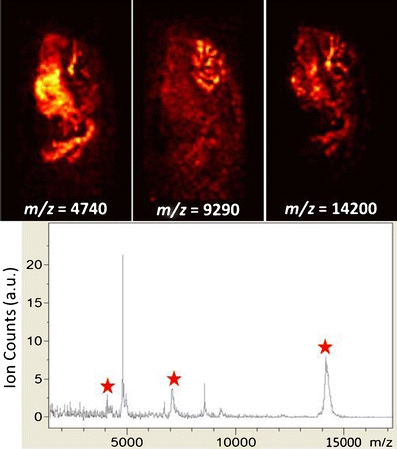 Example single pixel spectrum and example images from a mouse brain